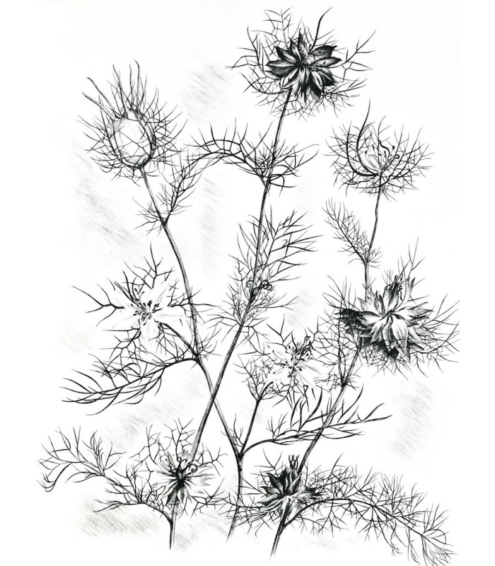 MAETERLINCK (Maurice) - L’Intelligence des Fleurs - NOTTON (Tavy)