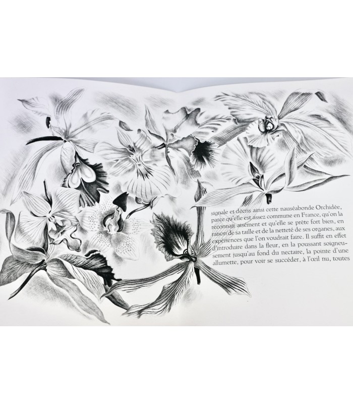 MAETERLINCK (Maurice) - L’Intelligence des Fleurs - NOTTON (Tavy)