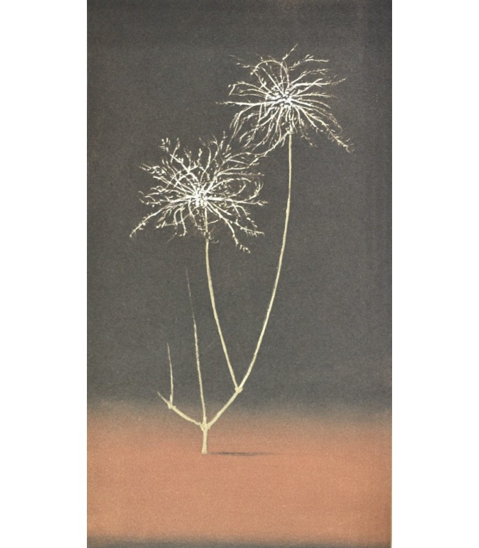 GROSJEAN (Jean) - Herbier - RIGAL (Jacques-Joachim-Jean)