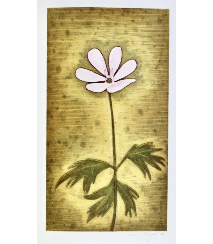 GROSJEAN (Jean) - Herbier - RIGAL (Jacques-Joachim-Jean)