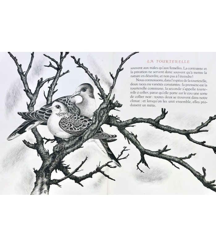 BUFFON - Les Chants du printemps - NOTTON (Tavy)