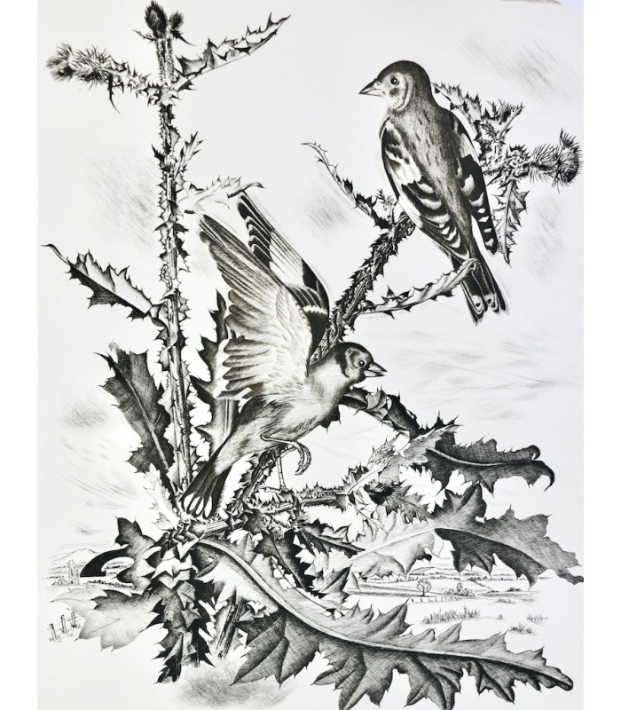 BUFFON - Les Chants du printemps - NOTTON (Tavy)