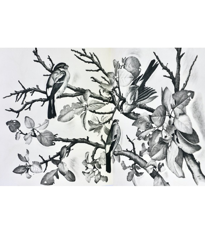 BUFFON - Les Chants du printemps - NOTTON (Tavy)