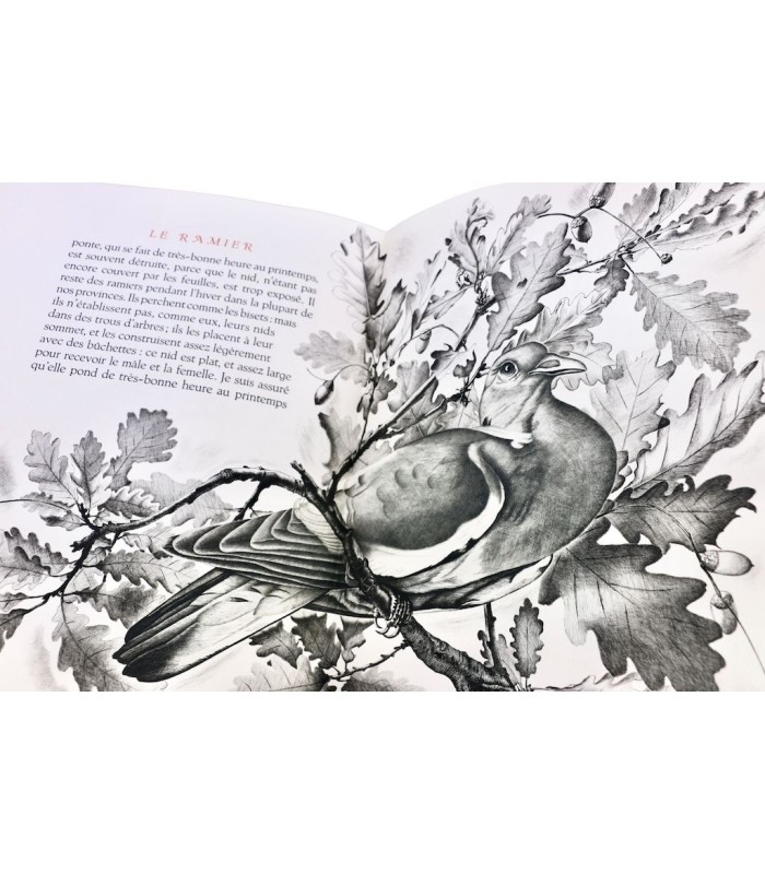 BUFFON - Les Chants du printemps - NOTTON (Tavy)