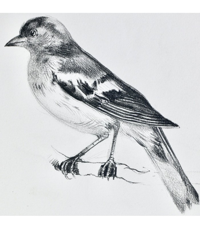 BUFFON - Les Chants du printemps - NOTTON (Tavy)