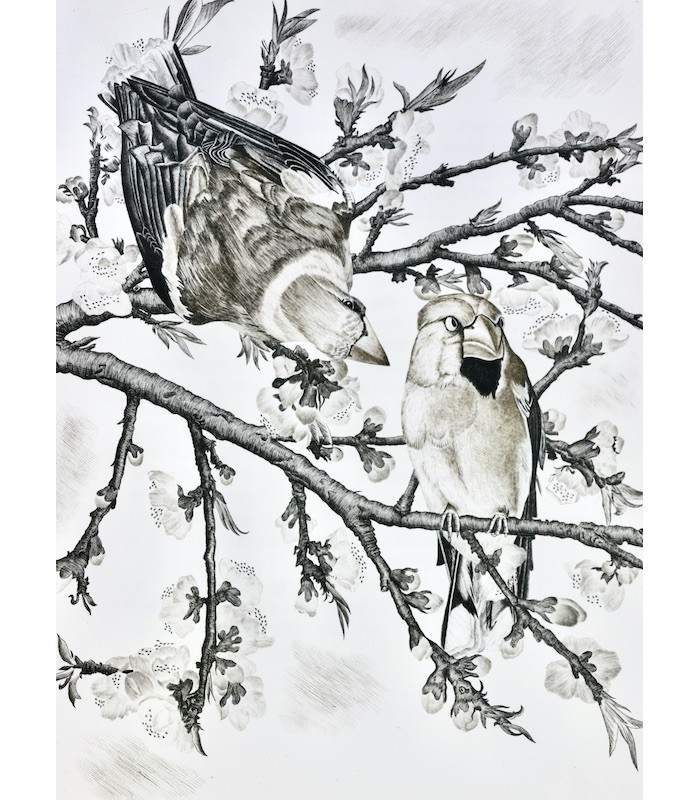 BUFFON - Les Chants de la Forêt - NOTTON (Tavy)