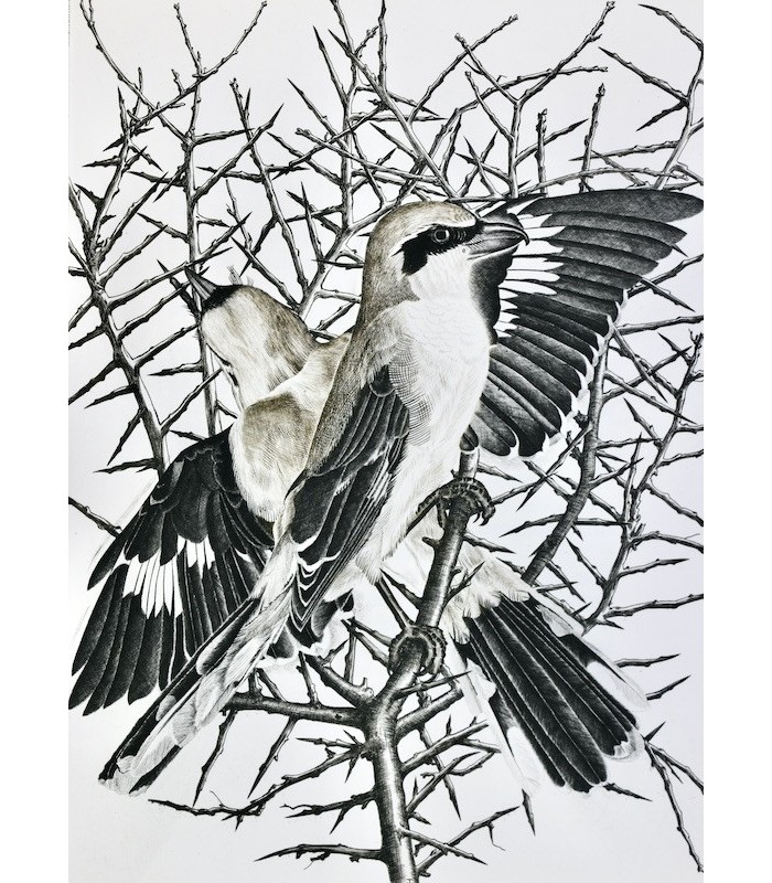 BUFFON - Les Chants de la Forêt - NOTTON (Tavy)