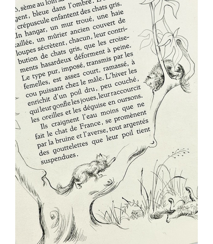 COLETTE - La Treille muscate - CLOUZOT (Marianne)