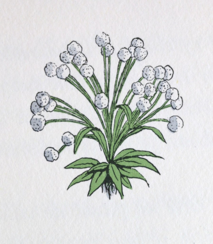 RONSARD (Pierre de) - Les Amours - MARTY (André-E.)